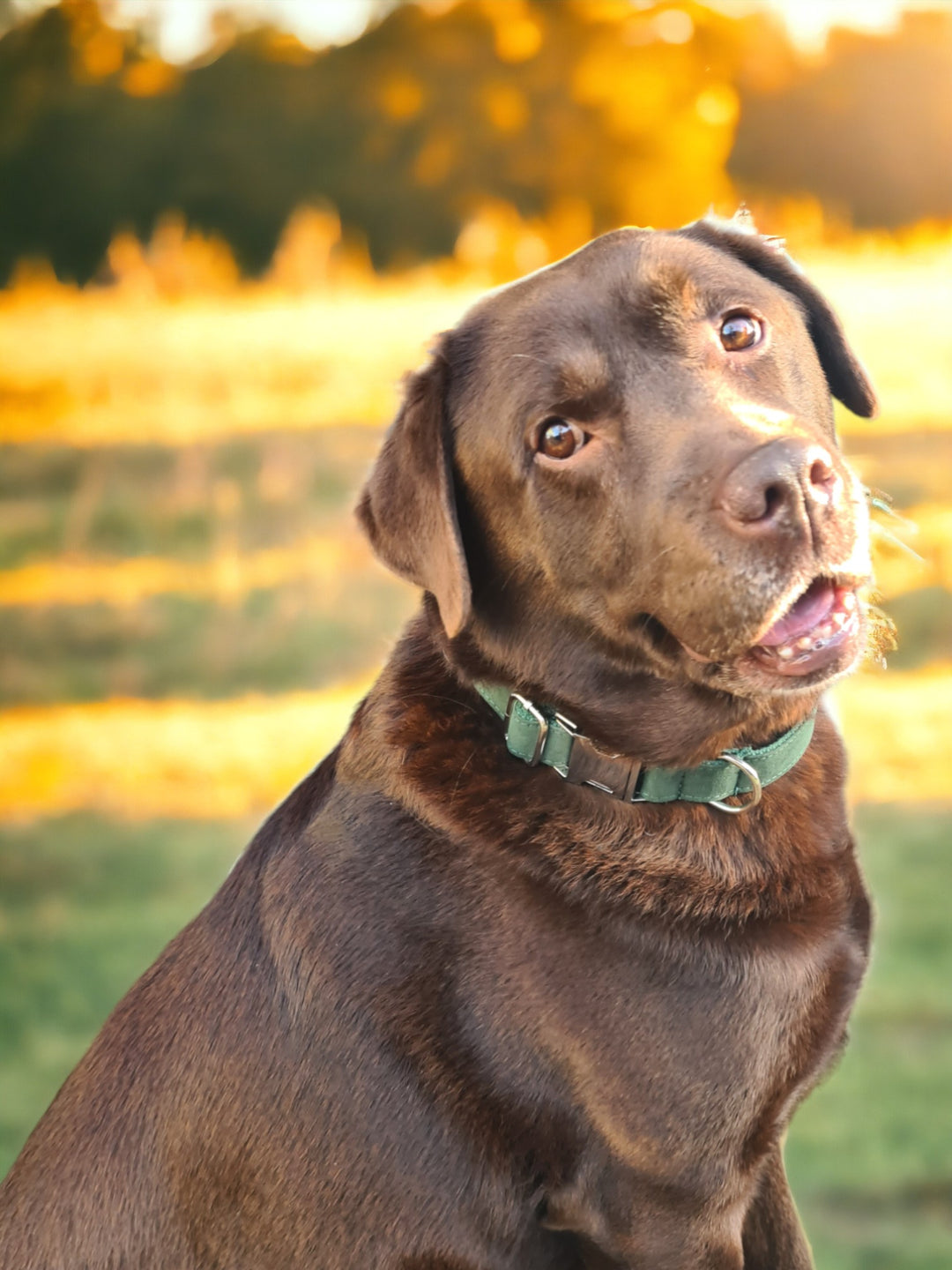 Green Velvet Collar