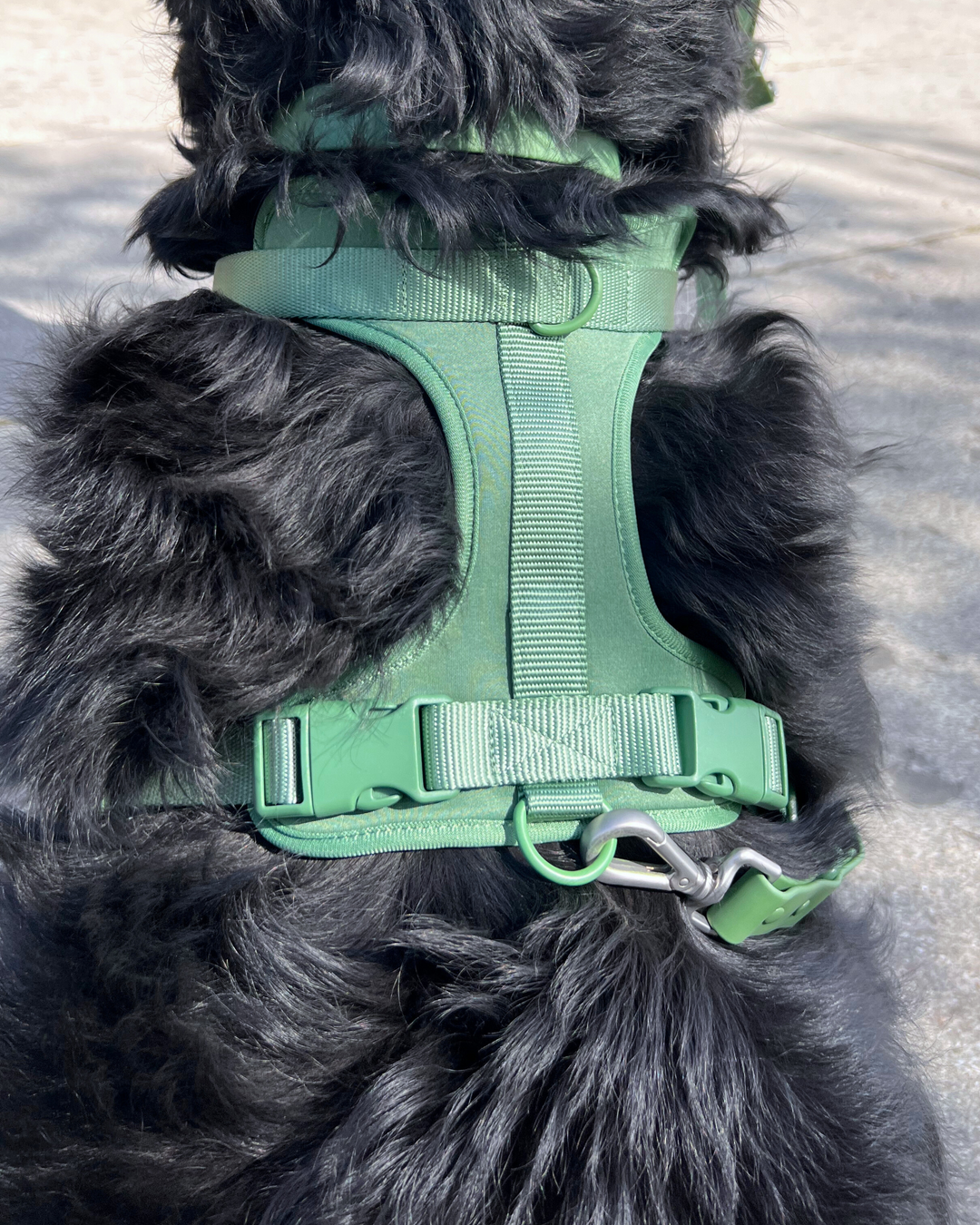 Premium Walk Harness™