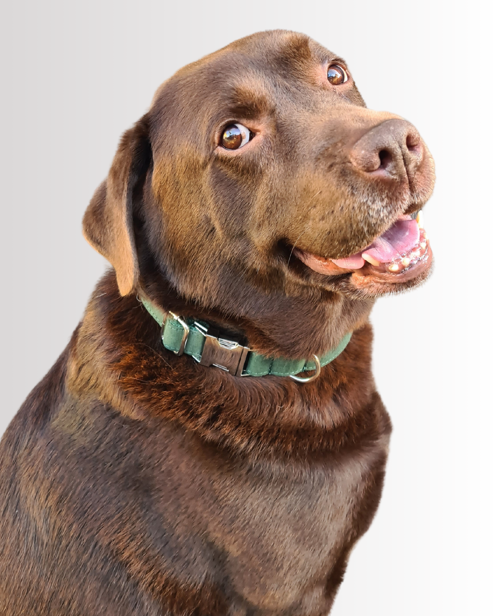 Green Velvet Collar