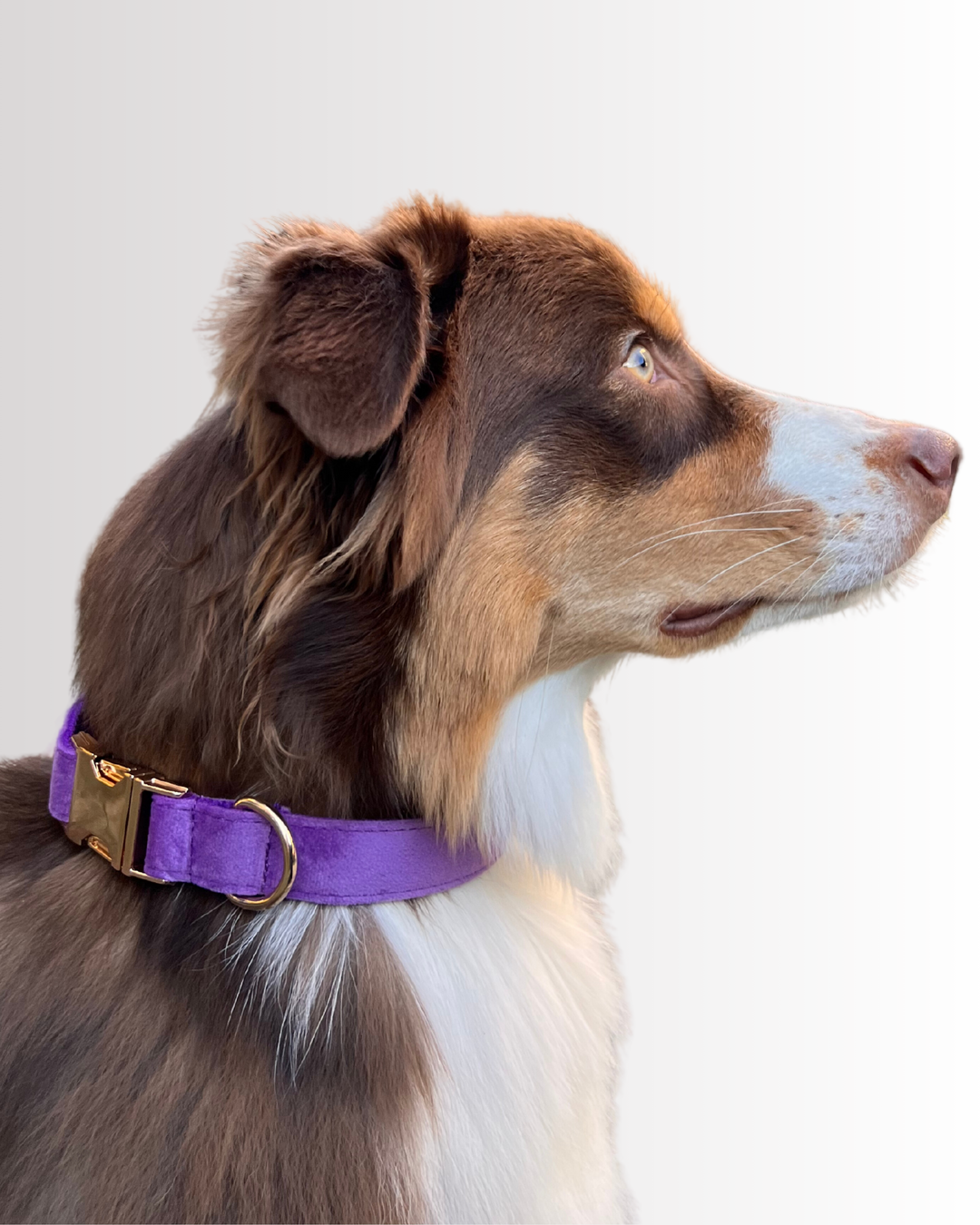 Purple Velvet Collar