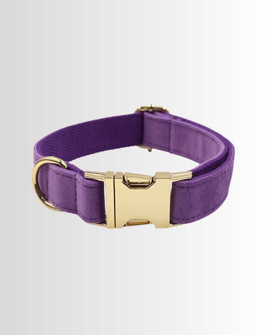 Purple Velvet Collar