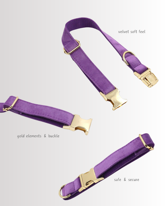 Purple Velvet Collar