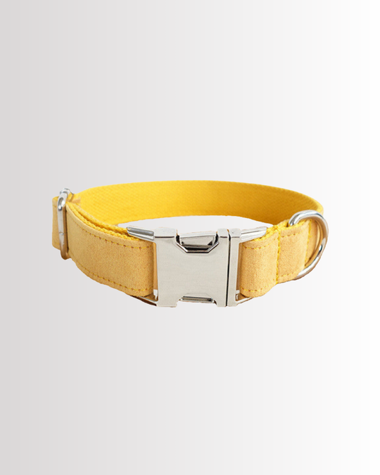 Yellow Velvet Collar