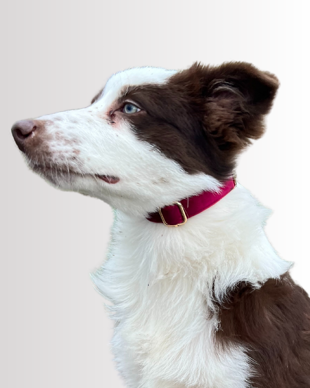 Burgundy Velvet Collar