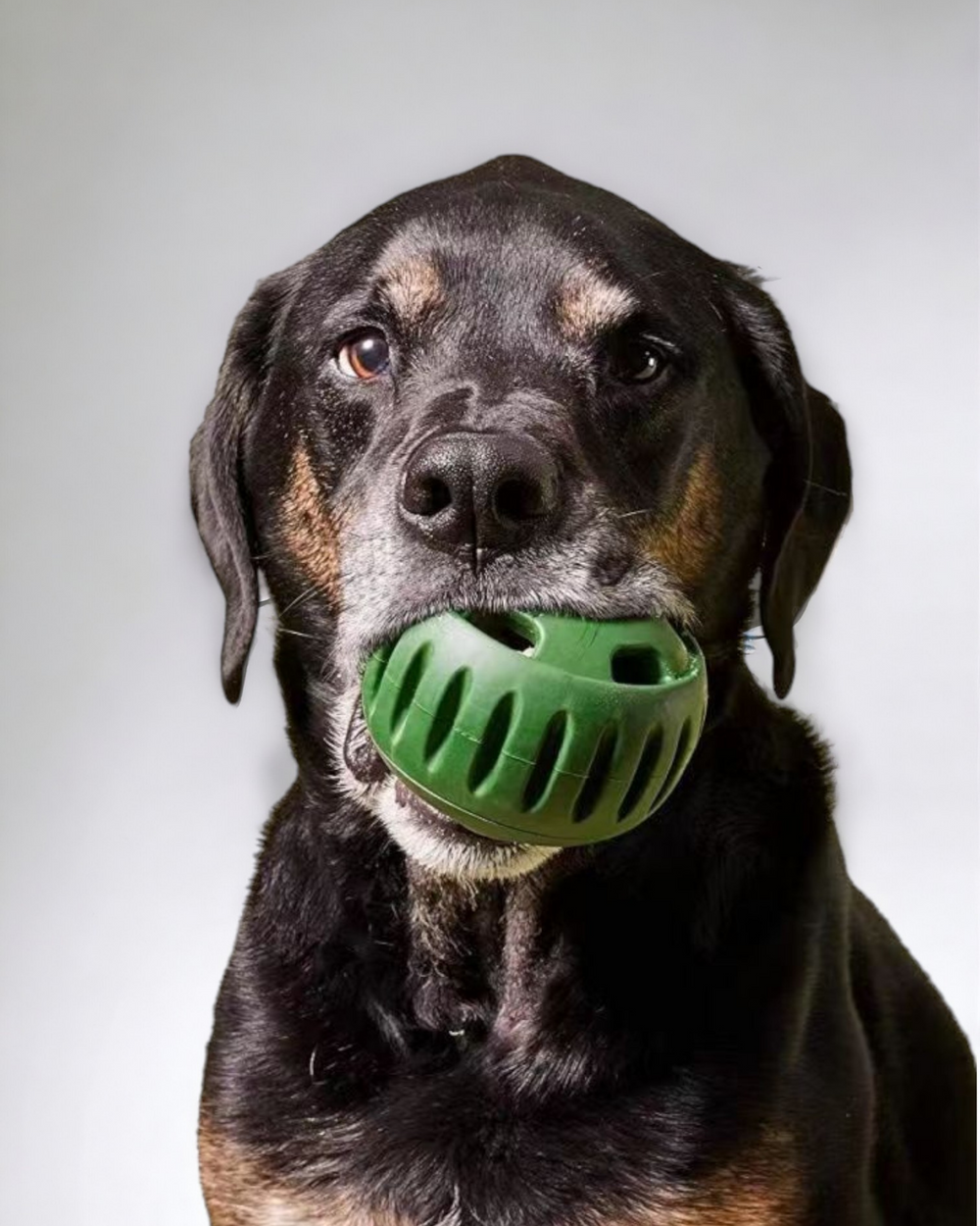 Snout Lick Ball