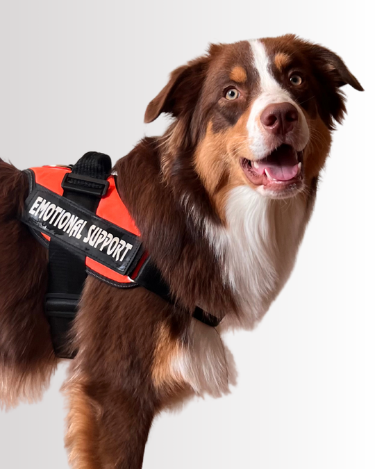 Emotional Support Harness Orange