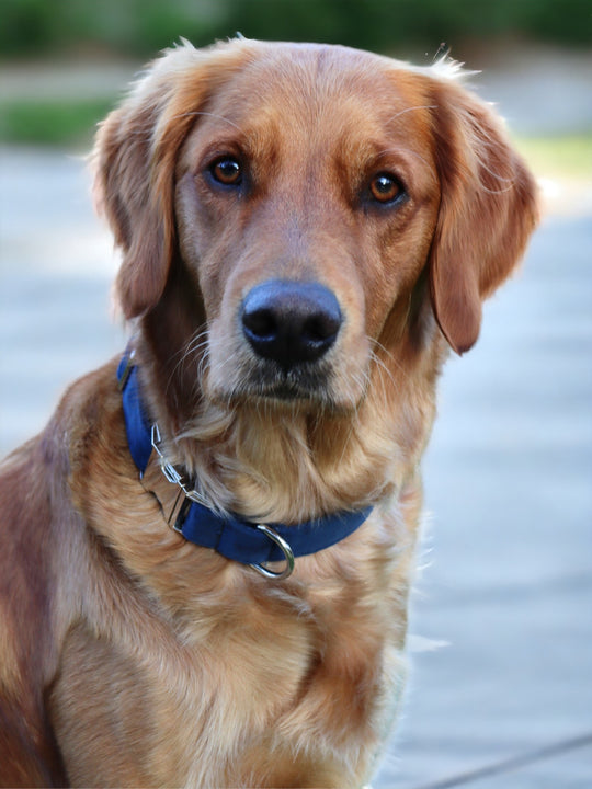 Blue Velvet Collar