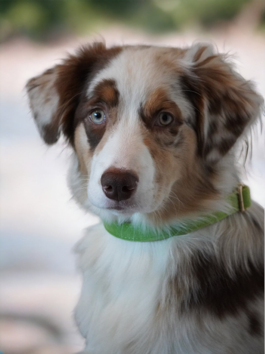 Matcha Velvet Collar