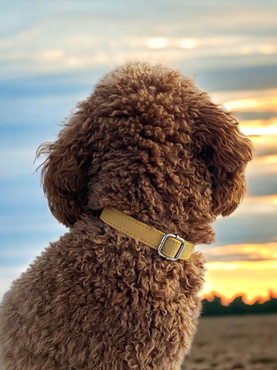 Yellow Velvet Collar