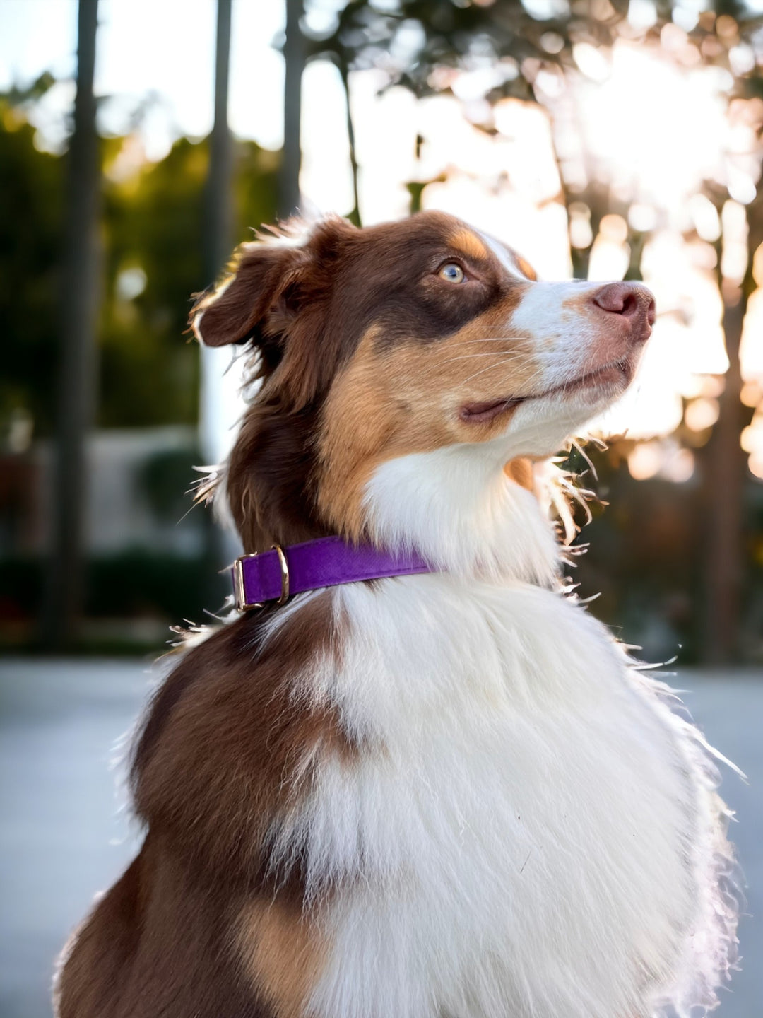 Purple Velvet Collar