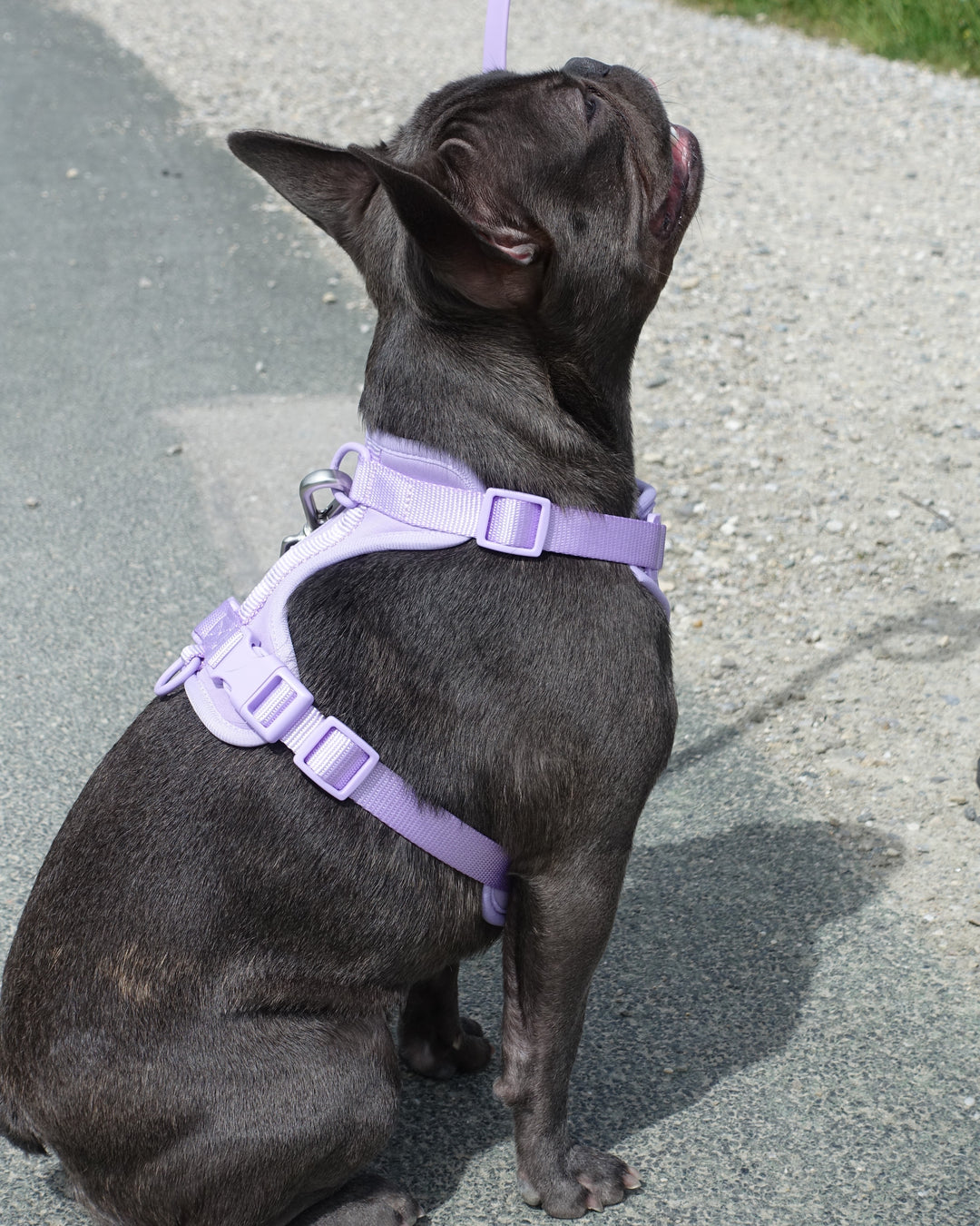 Premium Walk Harness™