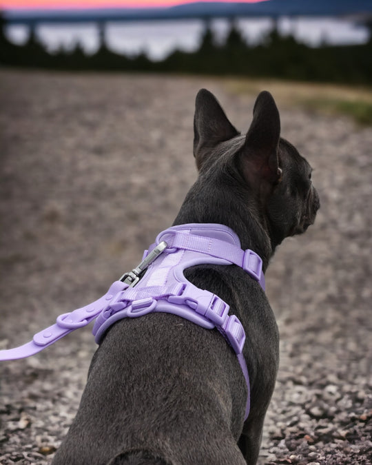 Premium Walk Set™ Lilac