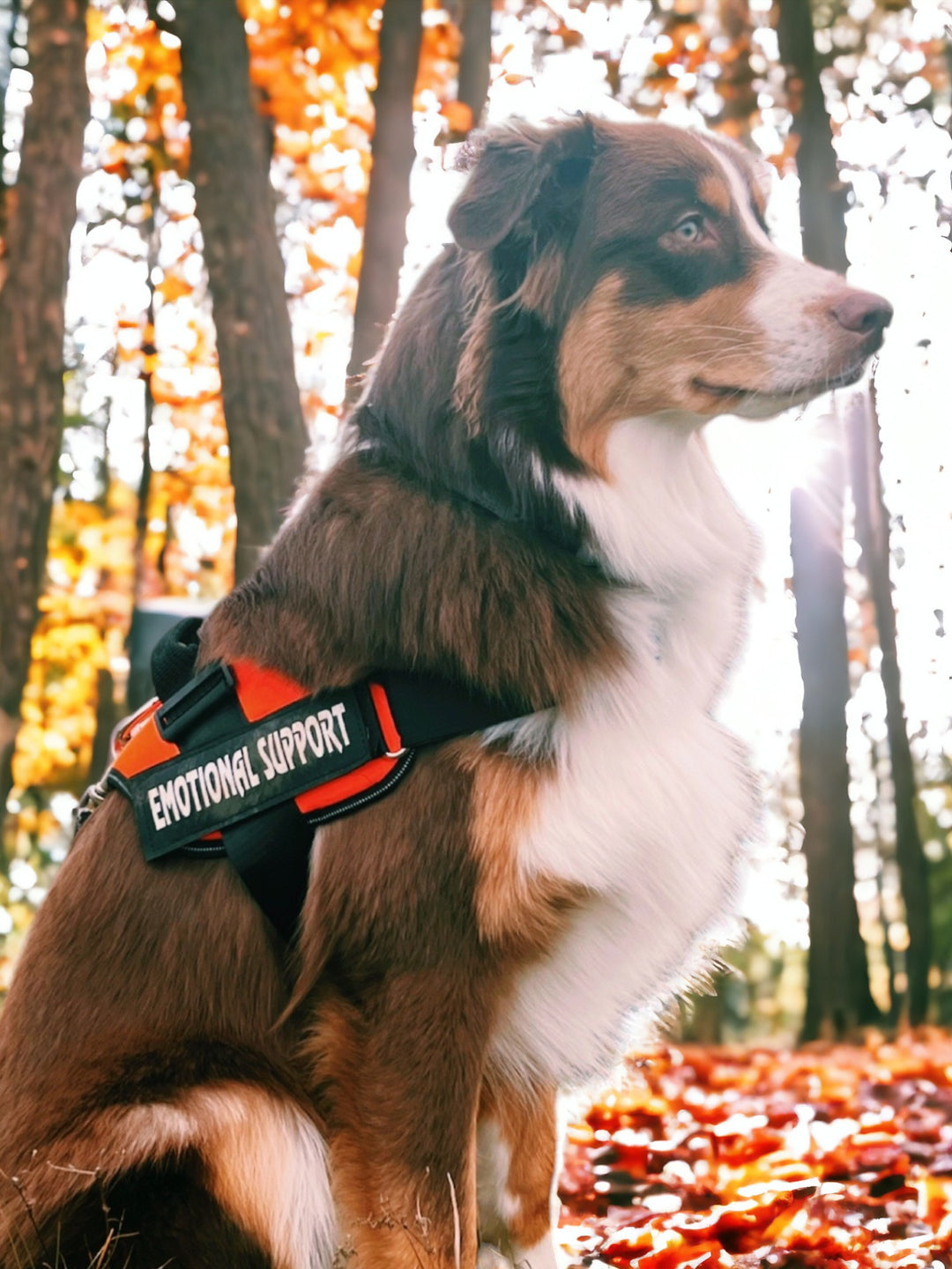 Emotional Support Harness Orange