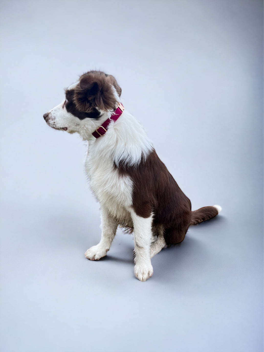 Burgundy Velvet Collar